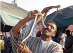 Marrakech. incantatori di serpenti in piazza Jemaa  el fna, di Maria Pia Brachini ( mariapia.brachini@cepu.it )